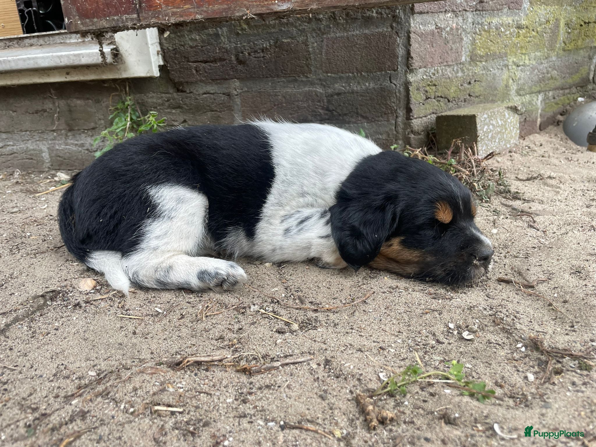 Kruising honden Lieve puppy's  - Advertentie 2