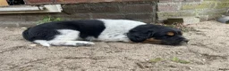 Kruising honden te koop: Lieve puppy's  in Hazerswoude-Dorp - Advertentie 2