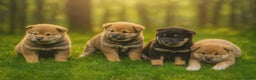 Shiba honden te koop: Shiba inu pups met stamboom - Advertentie 1