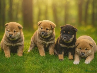 Shiba honden - Advertentie 3