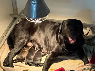 Kruising honden Super lieve labrador x hollandseherder pups - Advertentie 1