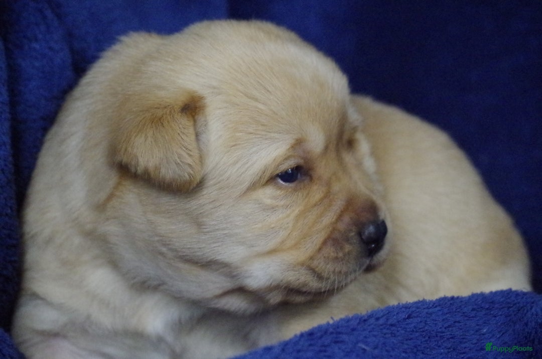 Labrador Retriever honden te koop: schitterend geel labrador reutje beschikbaar.  - Advertentie 10