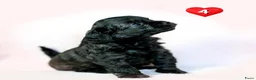 Kruising honden te koop: Prachtige Chi-doodle pups (chihuahua-toypoedel) - Advertentie 9