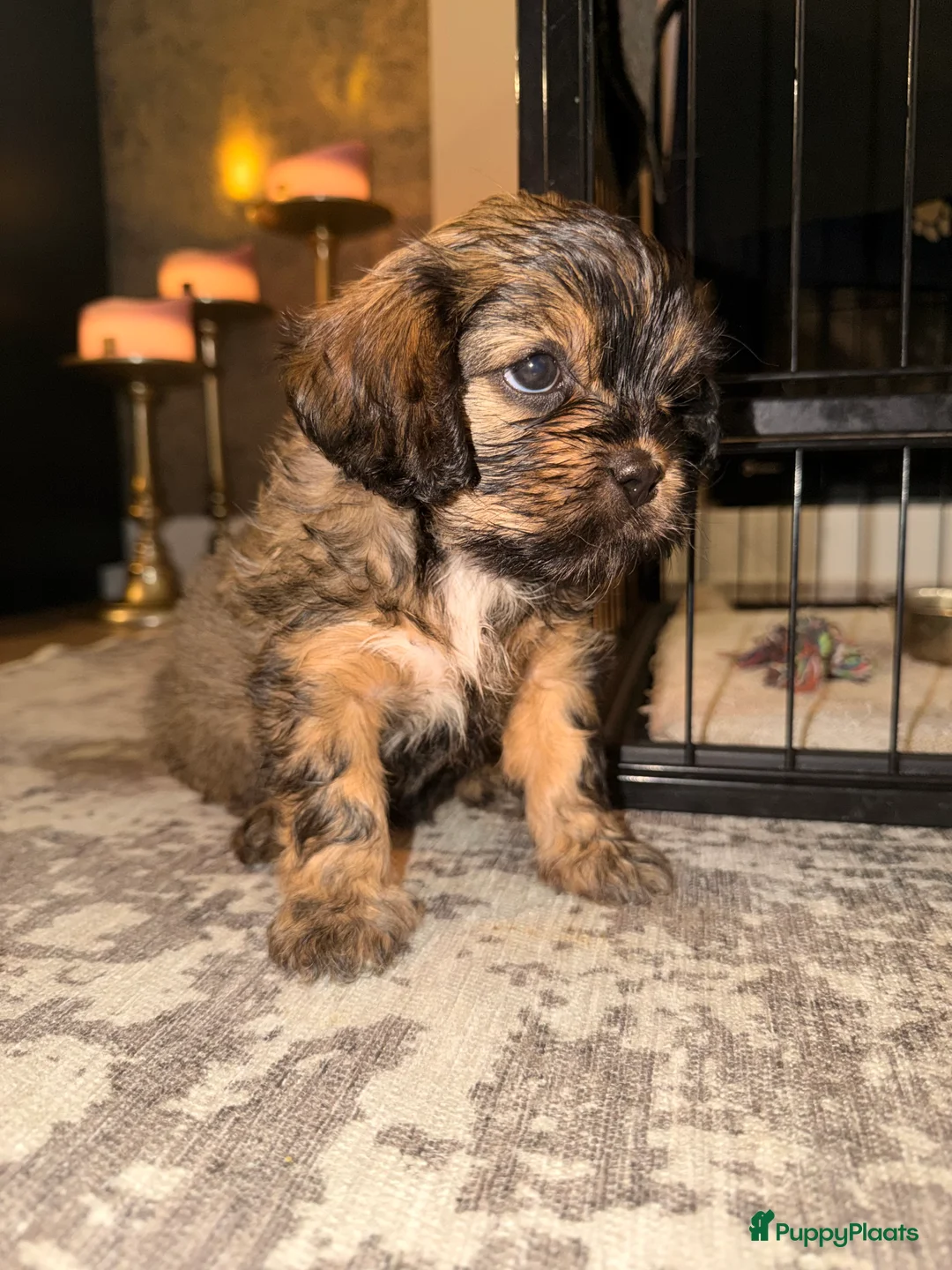 Havanezer honden te koop: Havanezer pup - Advertentie 3