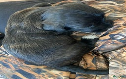Havanezer honden te koop: Prachtige havanezer meisjes in Lelystad - Afbeelding 3
