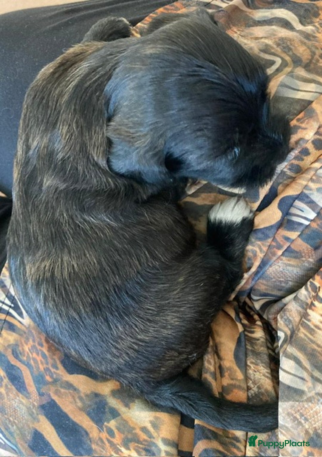 Havanezer honden te koop: Prachtige havanezer meisjes in Lelystad - Afbeelding 3
