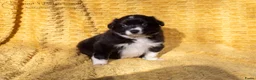 Australian Shepherd honden te koop: Raszuivere Australian shepherd pups te koop - Advertentie 12