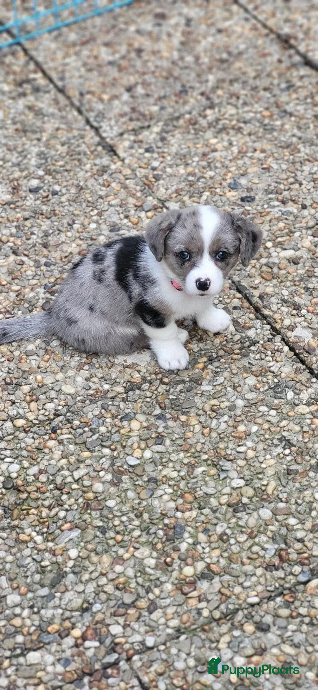 Welsh Corgi Cardigan honden te koop: Welsh corgi cardigan pups, blue merle - Advertentie 31