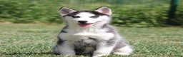 Siberische Husky honden te koop: Husky pup - Advertentie 1