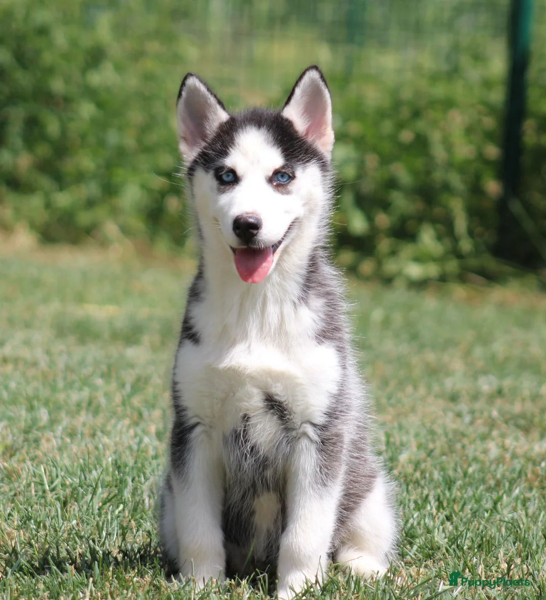 Siberische Husky honden te koop: Husky pup - Advertentie 1