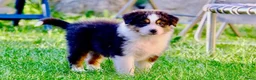 Australian Shepherd honden te koop: 🐾 Australian Shepherd pups, Super sociaal 🌸 - Advertentie 8