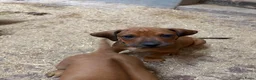 Rhodesian Ridgeback honden te koop: rhodesian ridgeback pups  - Advertentie 3