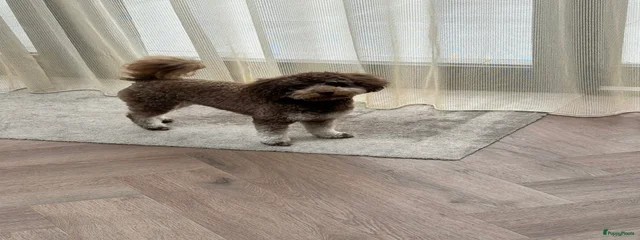 Nala