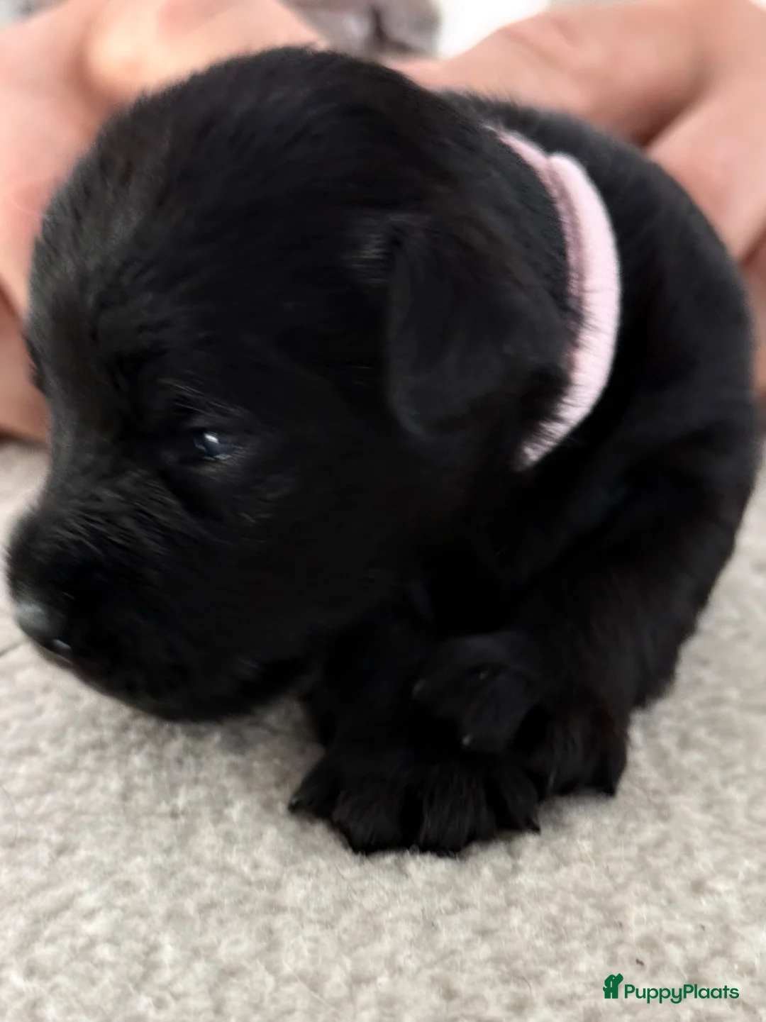 Dwergschnauzer honden te koop: Dwergschnauzer zwart  - Advertentie 10