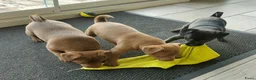 Patterdale Terrier honden te koop: raszuivere " rode " patterdale pups - Advertentie 9