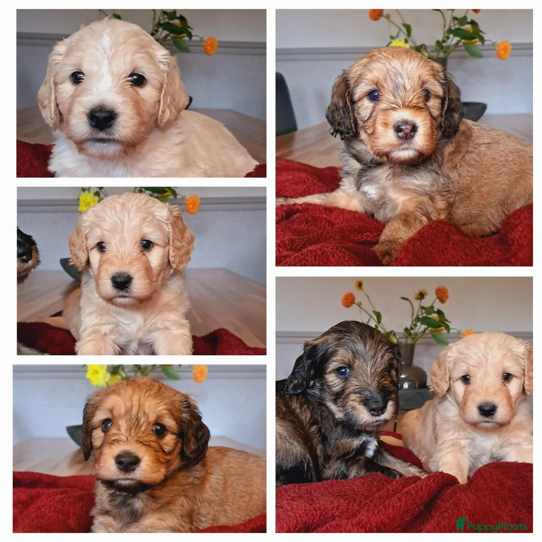Kruising honden te koop: Labradoodle pups - Advertentie 1