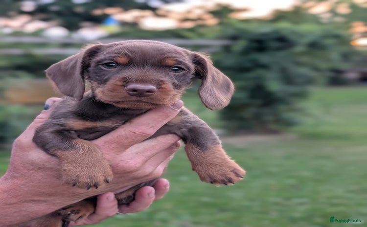 Teckel (korthaar)  honden - Advertentie 12