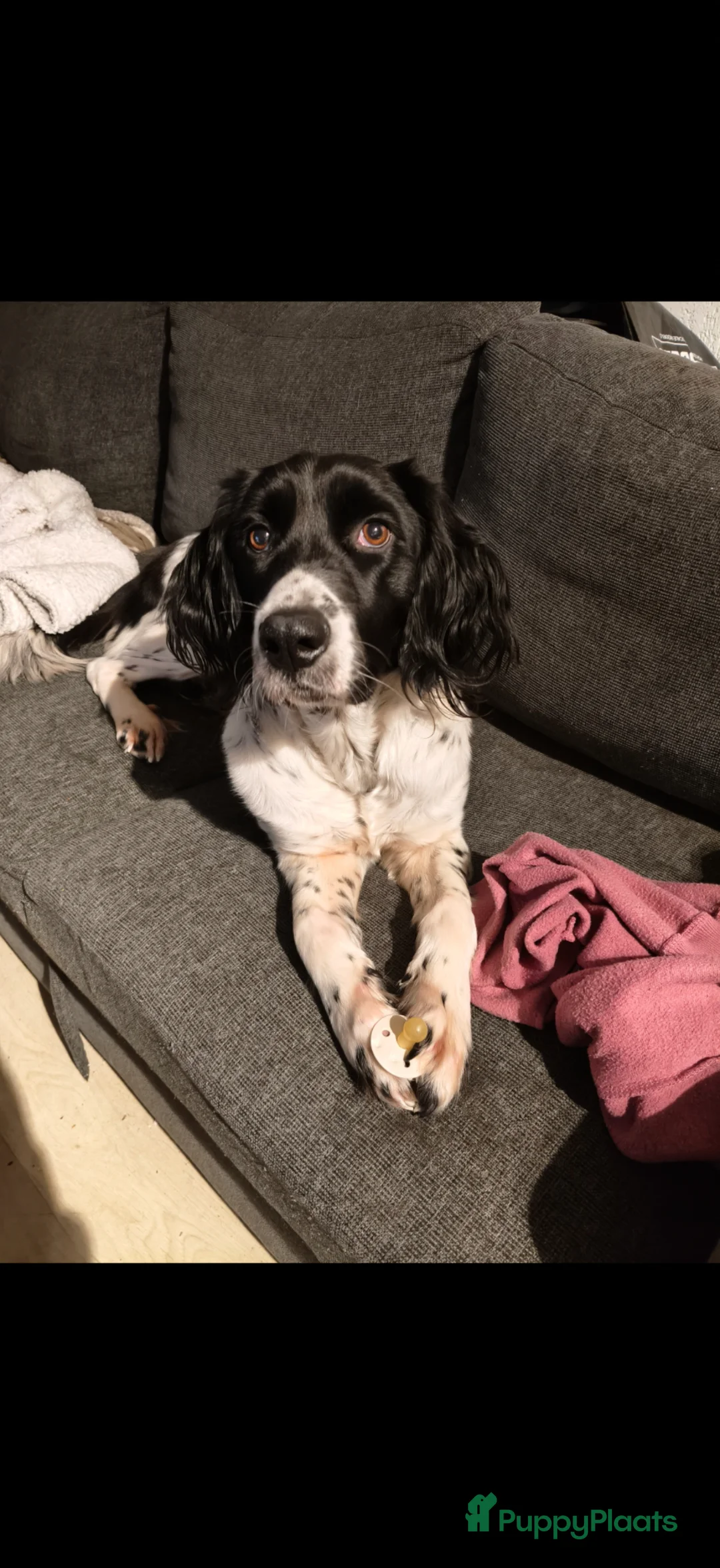 Grote Münsterländer honden te koop: Dit lief meisje is opzoek naar een huisje - Advertentie 1