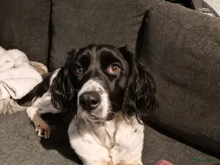 Grote Münsterländer honden Dit lief meisje is opzoek naar een huisje - Advertentie 11