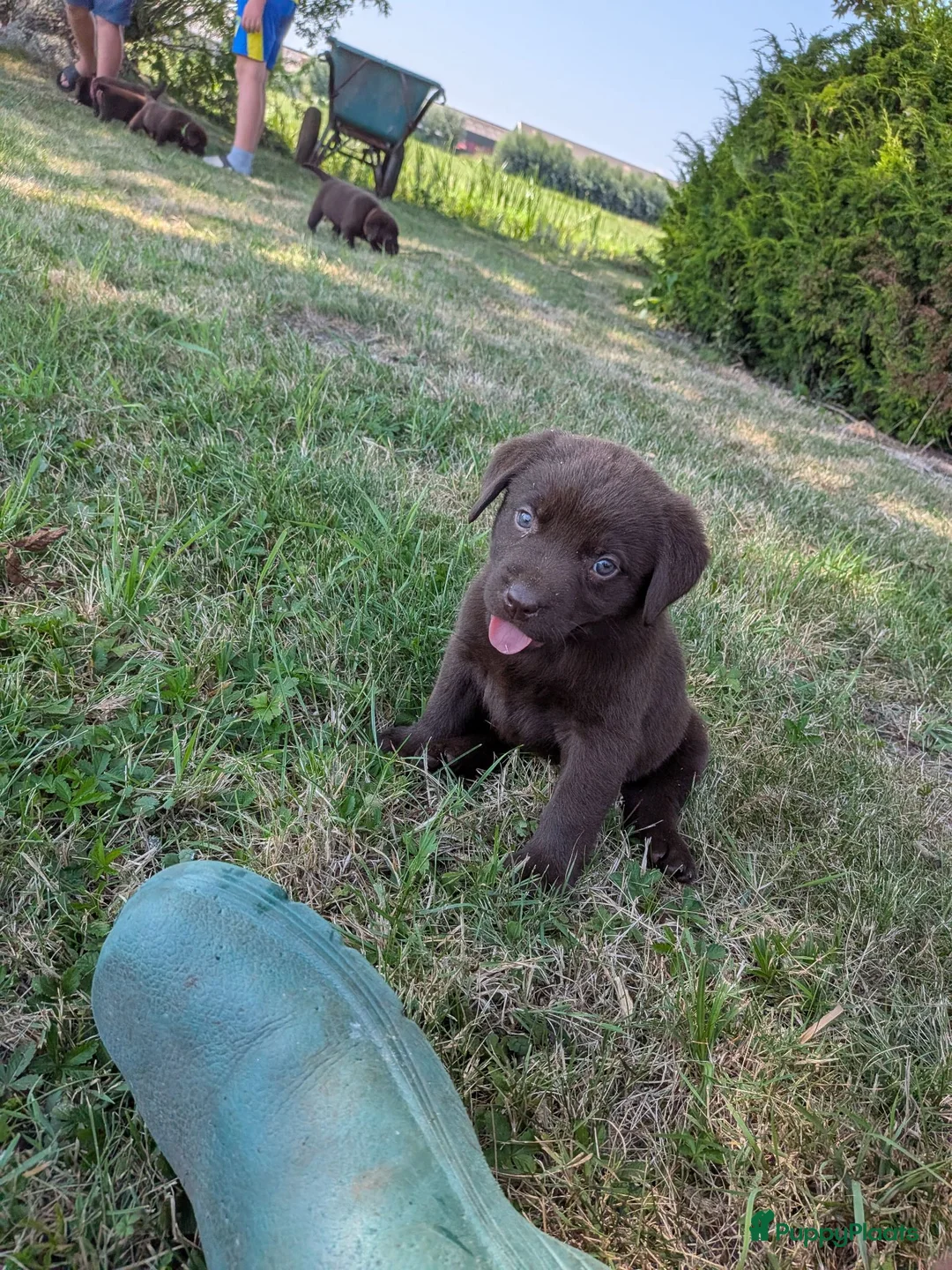Labrador Retriever honden te koop: Prachtige super sociale labrador pups  - Advertentie 2