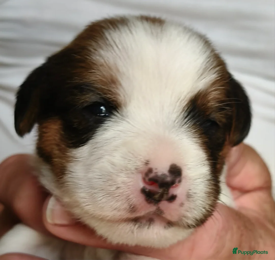 Jack Russel Terriër honden te koop: Jackrussellterrier Ruwhaar - Advertentie 1