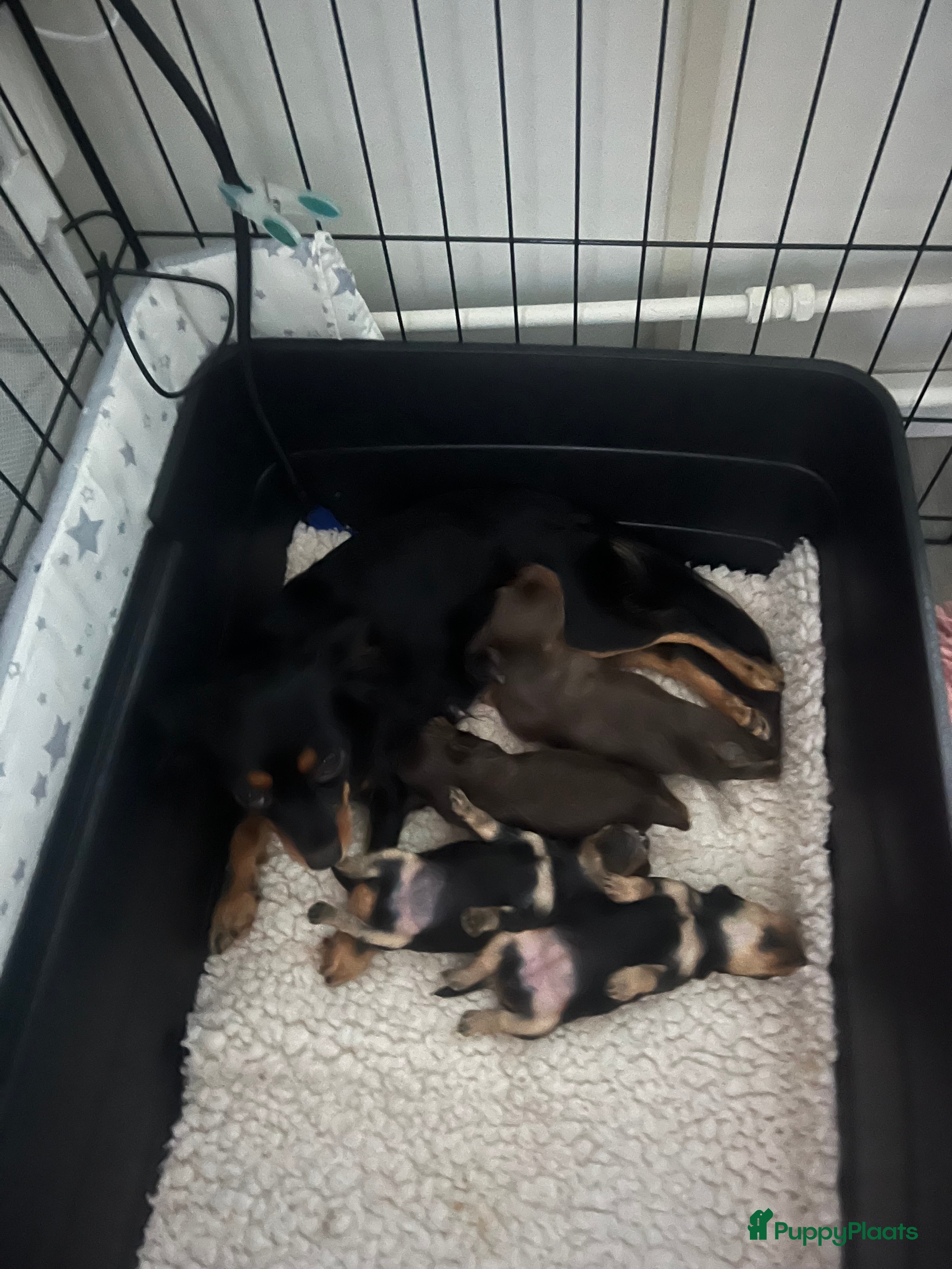 Russische Toy Terriër honden Rusky Toy pups  - Advertentie 2
