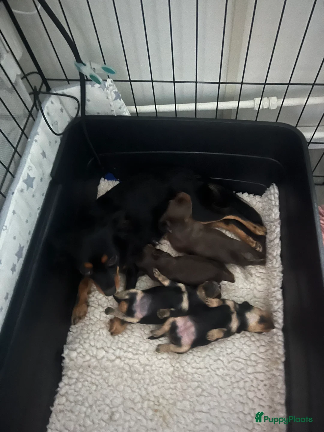 Russische Toy Terriër honden te koop: Rusky Toy pups  - Advertentie 2