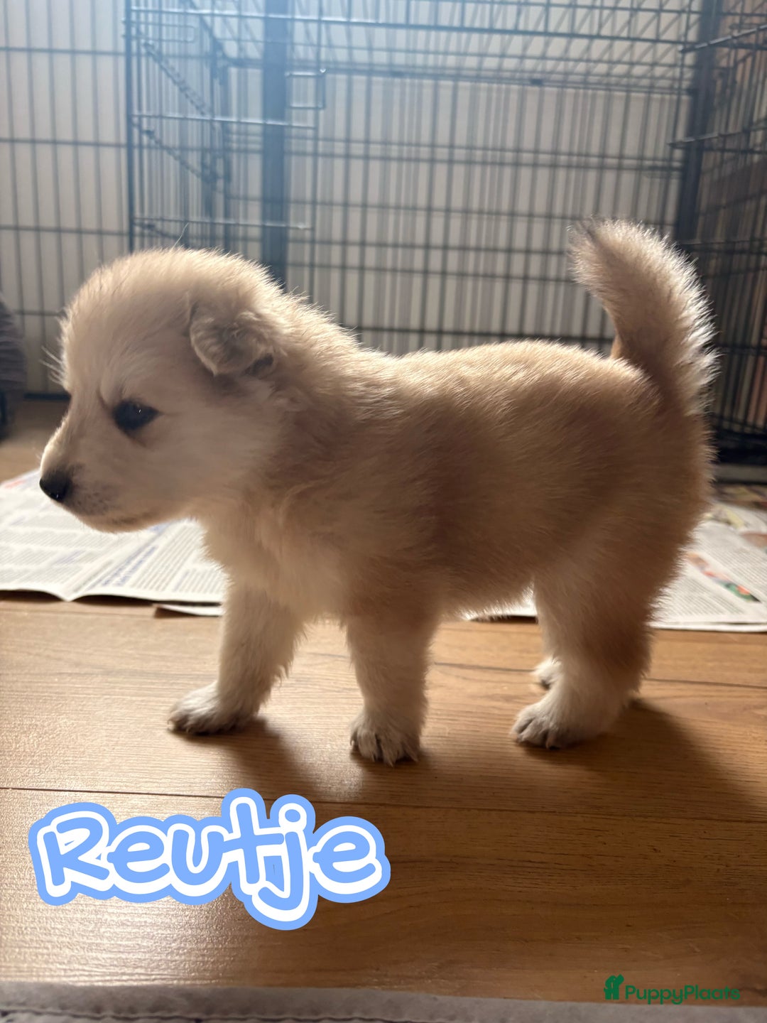 Pomsky honden te koop: 🌟 Prachtige Pomsky Pups te Koop  - Advertentie 6