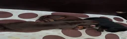 Dobermann honden te koop: 3 Dobermann pups  zoeken  een goud mandje  - Advertentie 25