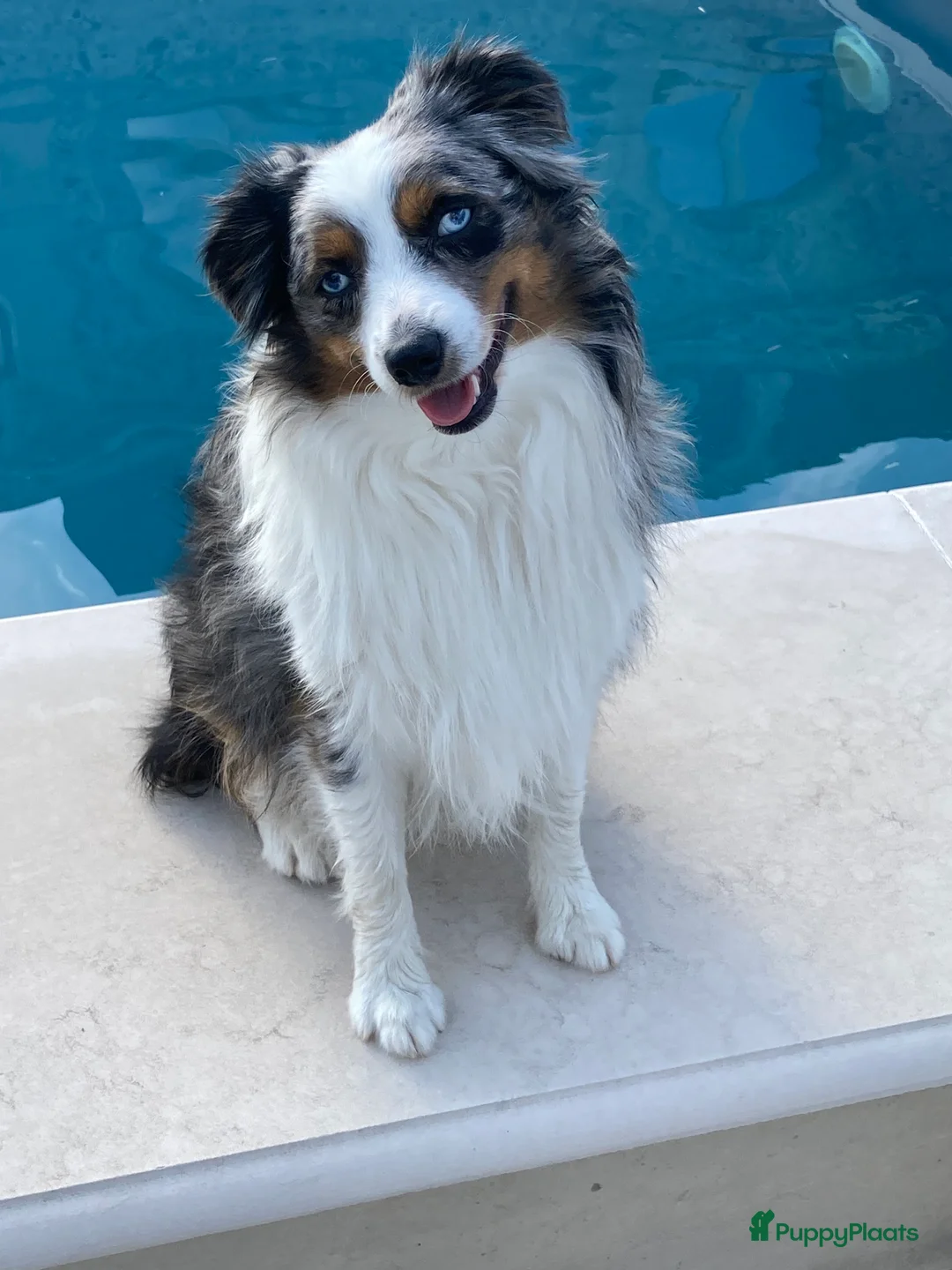 Australian Shepherd honden te koop: Miniatuur American shepherd  - Advertentie 10