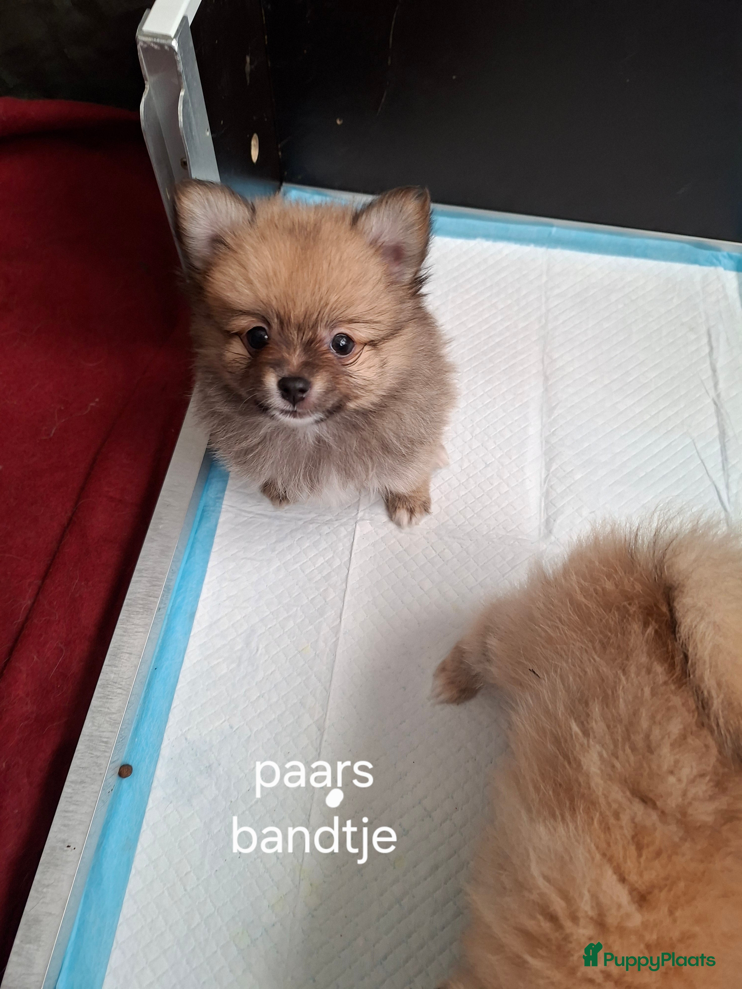 Pomeriaan honden Mooie pomeriaan  - Advertentie 3