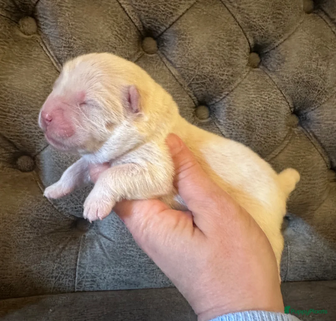 Chow Chow honden te koop: Mooie Chow Chow pups geboren - Advertentie 32