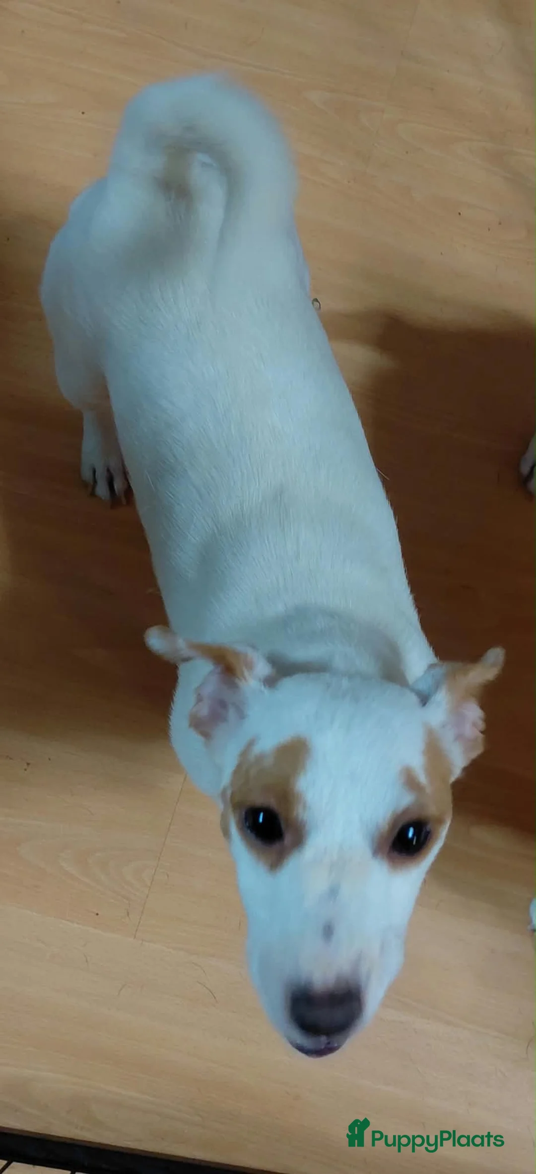 Jack Russel Terriër honden te koop: Jack Russell pups – 2 reutjes & 2 teefjes - Advertentie 2