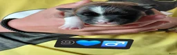 Kruising honden te koop: 6 mix pups in Oosterhout - Advertentie 15