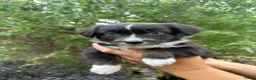 Australian Shepherd honden te koop: Aussie pups - Advertentie 5