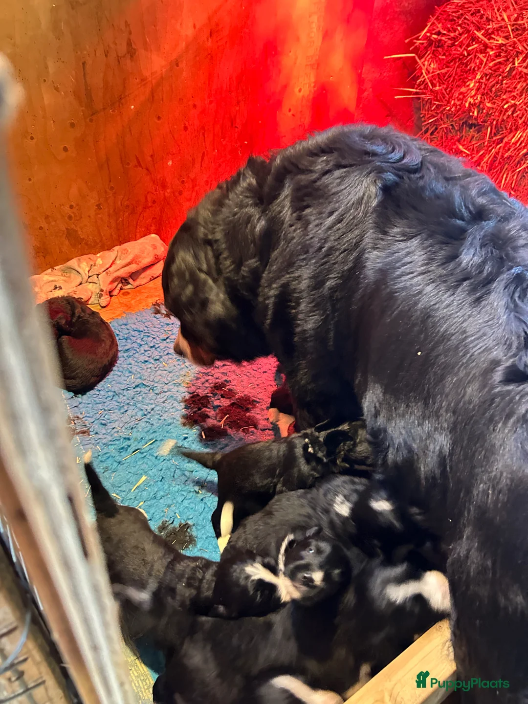 Kruising honden te koop: Kruising Berner Sennen x Friese stabij - Advertentie 2