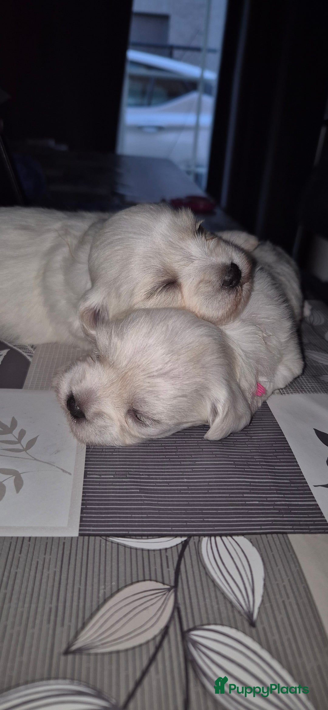 Maltezer honden te koop: Malteser toy - Advertentie 2