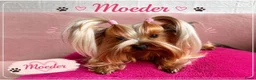 Yorkshire Terriër honden te koop:   Yorkshire Terrier pups – voor reservering‼️1‼️ 2 - Advertentie 1