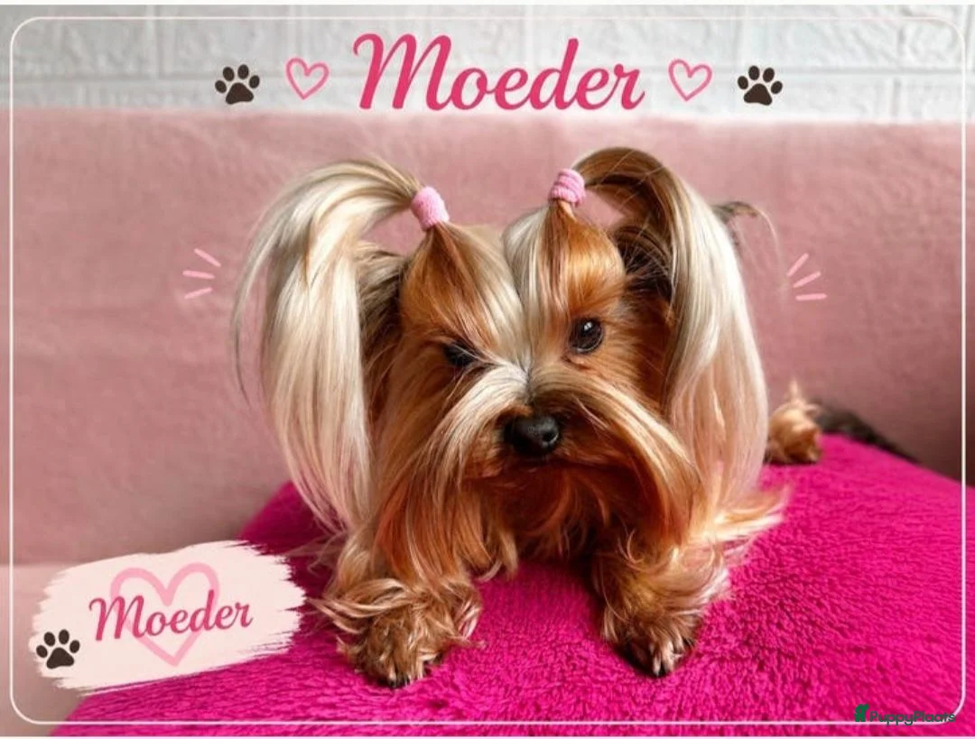 Yorkshire Terriër honden te koop:   Yorkshire Terrier pups – voor reservering‼️1‼️ 2 - Advertentie 1