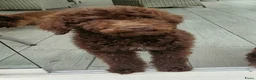 Labradoodle honden te koop: prachtige choco f4 multigen labradoodle pups - Advertentie 18