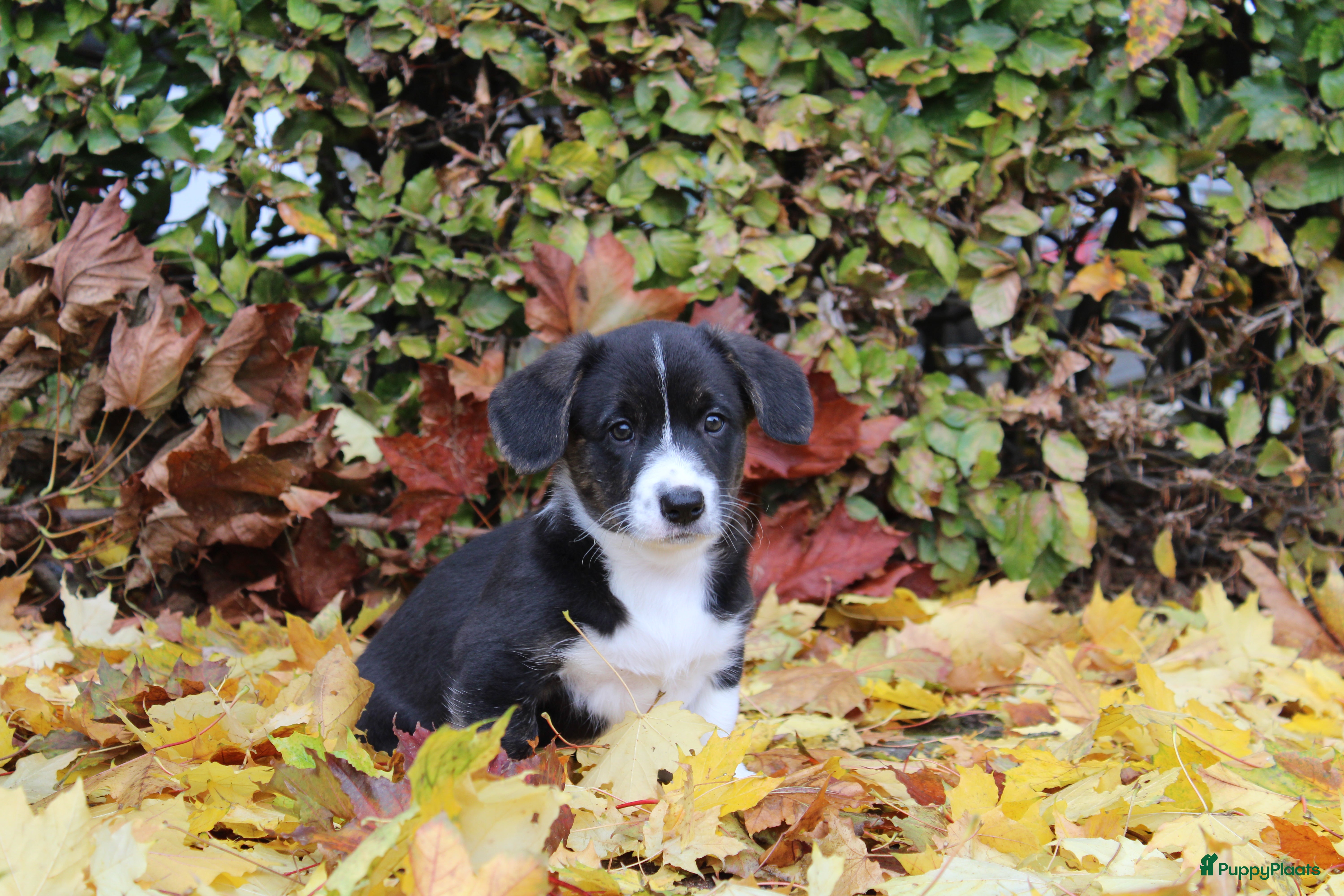 Welsh Corgi Cardigan honden Welsh corgi cardigan out of beautiful connection - Advertentie 1
