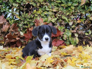 Welsh Corgi Cardigan honden Welsh corgi cardigan out of beautiful connection - Advertentie 7