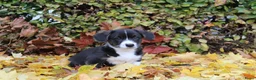 Welsh Corgi Cardigan honden te koop: Welsh corgi cardigan out of beautiful connection - Advertentie 1