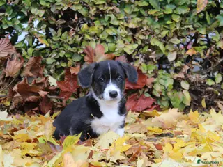 Welsh Corgi Cardigan honden Welsh corgi cardigan out of beautiful connection - Advertentie 2