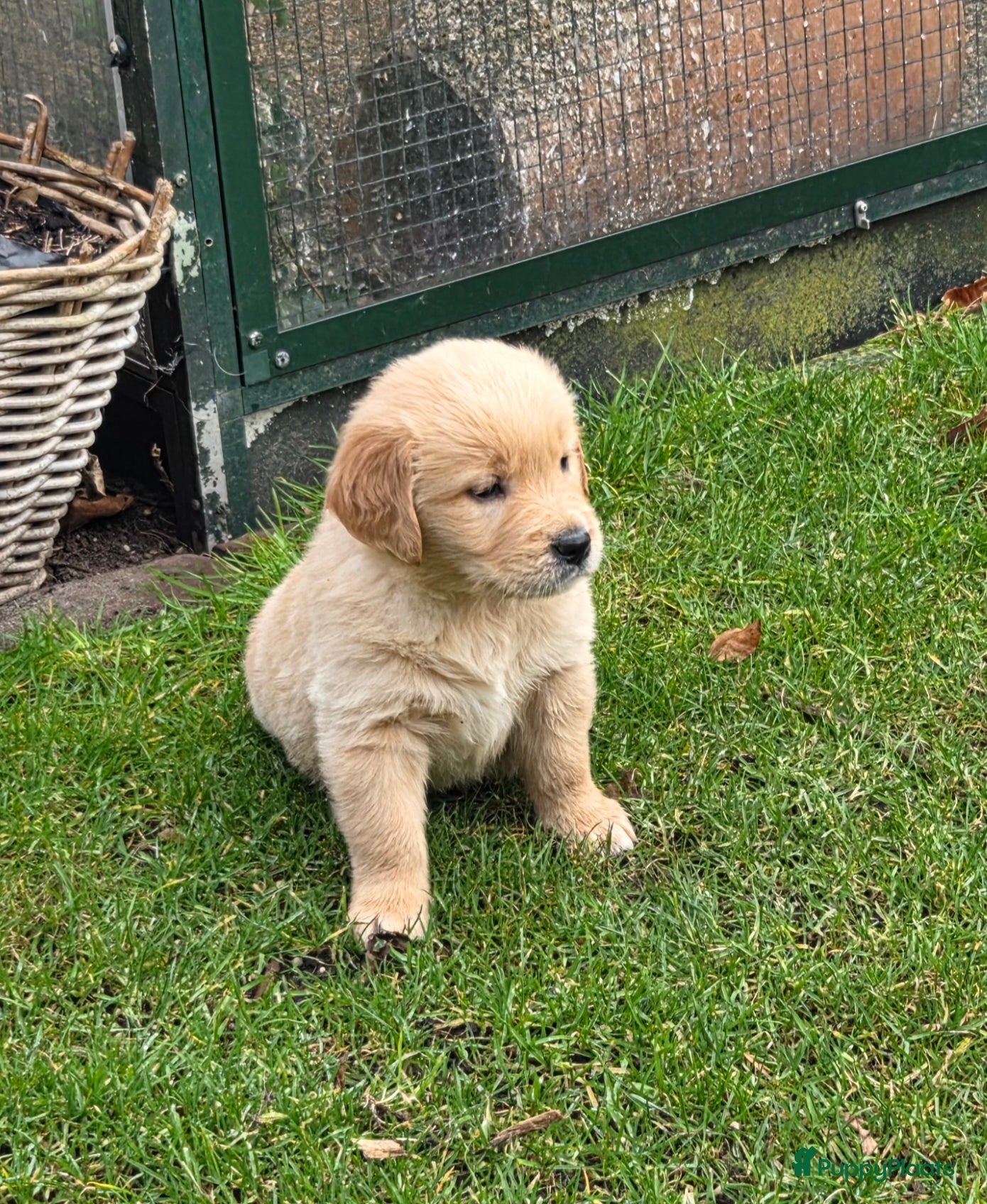 Golden Retriever honden Golden retriever pups - Advertentie 2