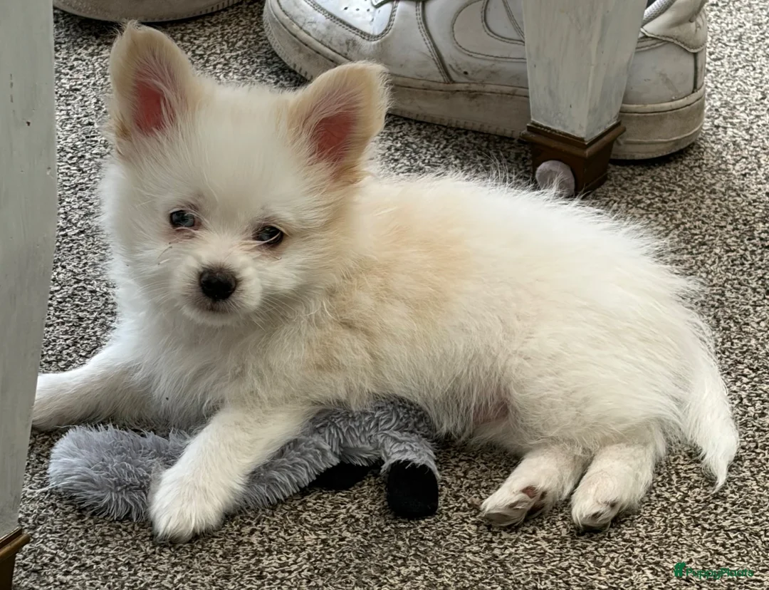 Maltipom honden te koop: Lieve maltipom pup reu  - Advertentie 1