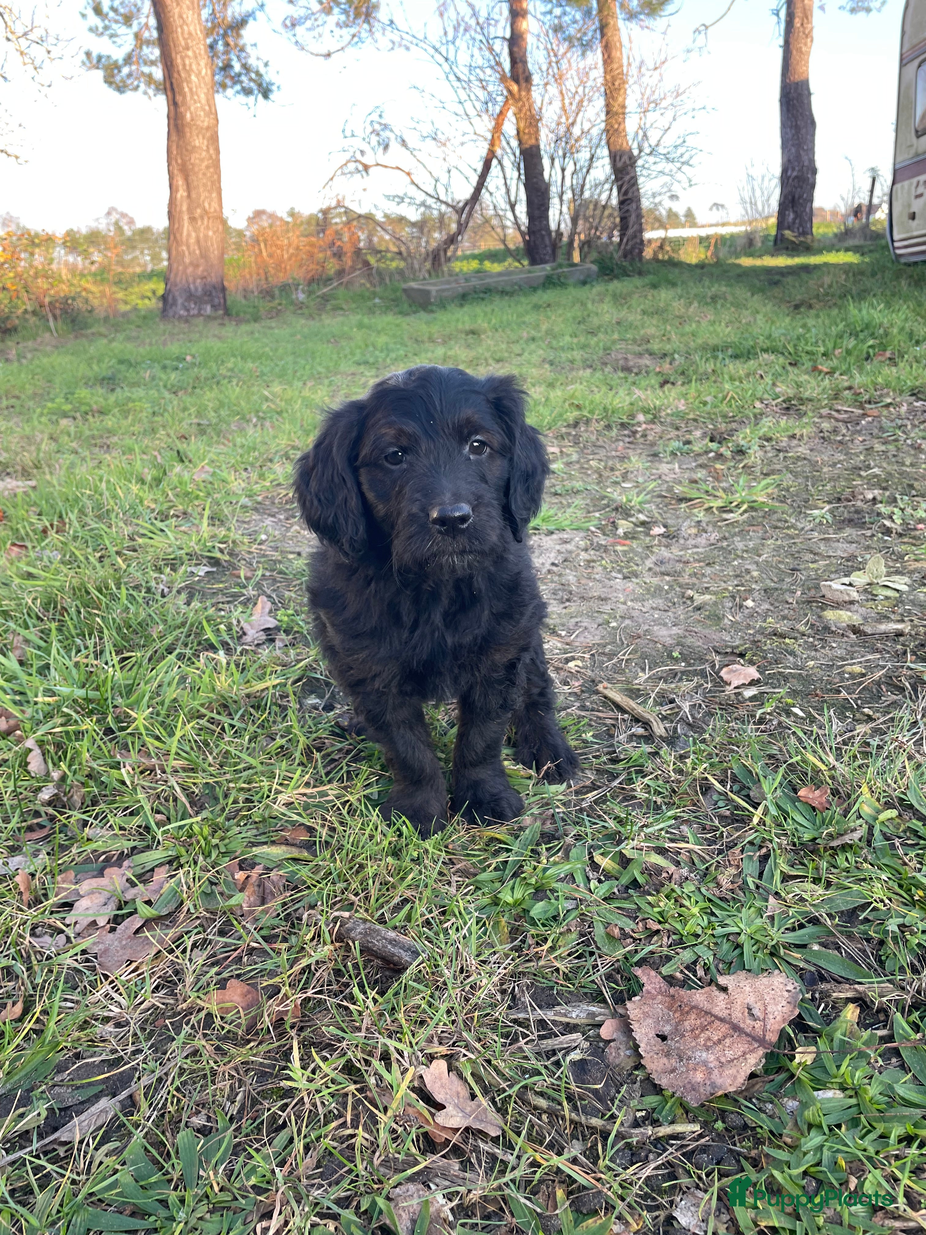 Kruising honden Mooie medium zwarte goldendoodle pups! - Advertentie 2