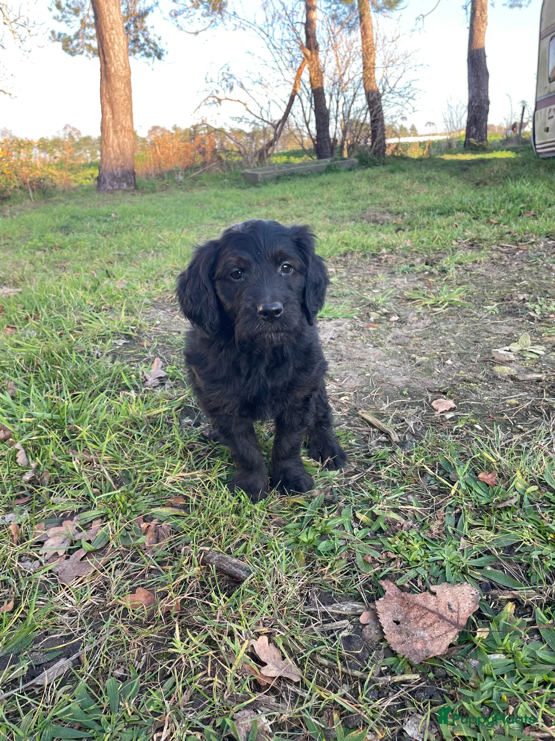 Kruising honden te koop: Mooie medium zwarte goldendoodle pups! - Advertentie 2