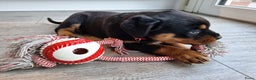 Rottweiler honden te koop: Prachtige Rottweiler pups met STAMBOOM en GARANTIE - Advertentie 6