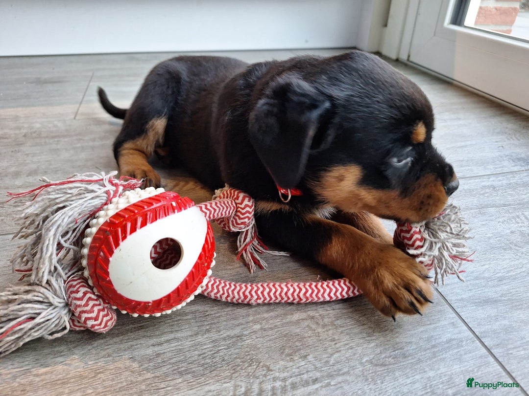 Rottweiler honden te koop: Prachtige Rottweiler pups met STAMBOOM en GARANTIE - Advertentie 6